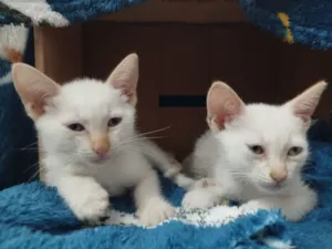 Gato raça Angorá idade Abaixo de 2 meses nome Katusha