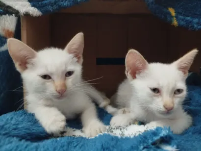 Gato raça Angorá idade Abaixo de 2 meses nome Katusha