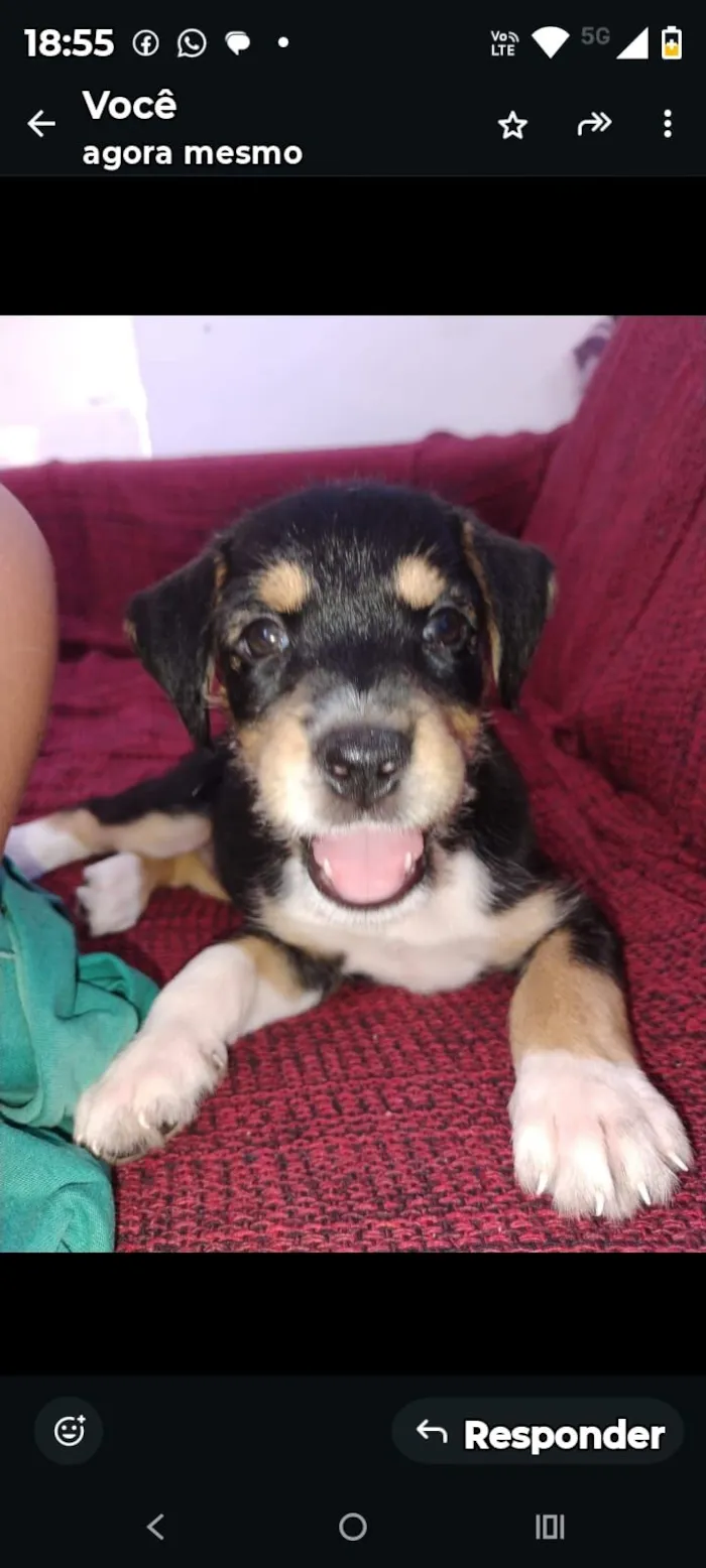 Cachorro raça SRD-ViraLata idade 2 a 6 meses nome Melissa 