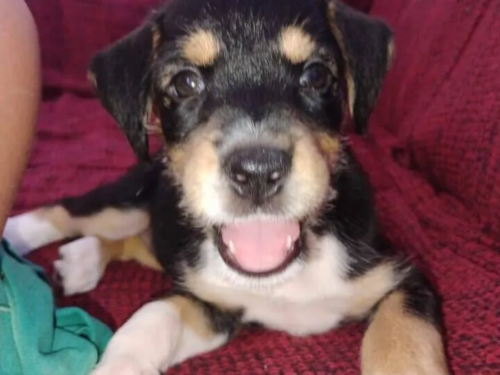 Cachorro raça SRD-ViraLata idade 2 a 6 meses nome Melissa 