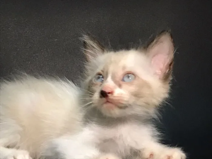 Gato raça Siamês idade Abaixo de 2 meses nome Peter