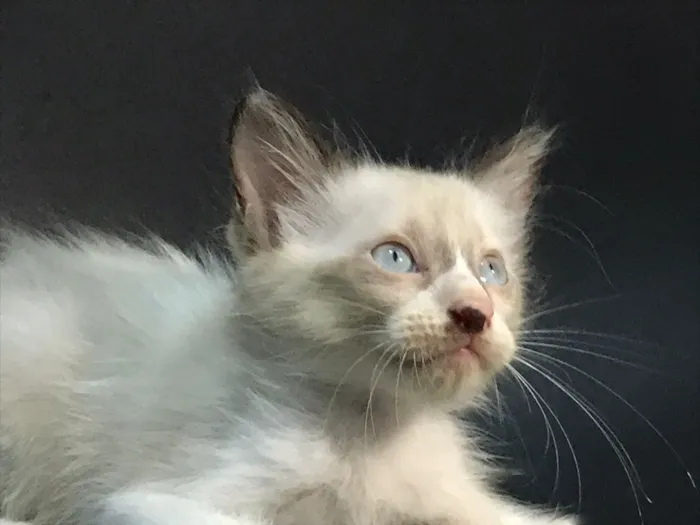 Gato raça Siamês idade Abaixo de 2 meses nome Peter
