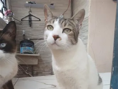 Gato raça SRD-ViraLata idade 1 ano nome Spaik