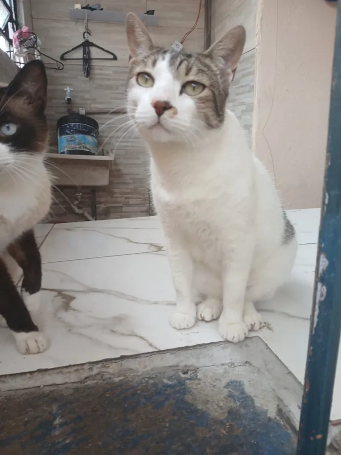 Gato raça SRD-ViraLata idade 1 ano nome Spaik