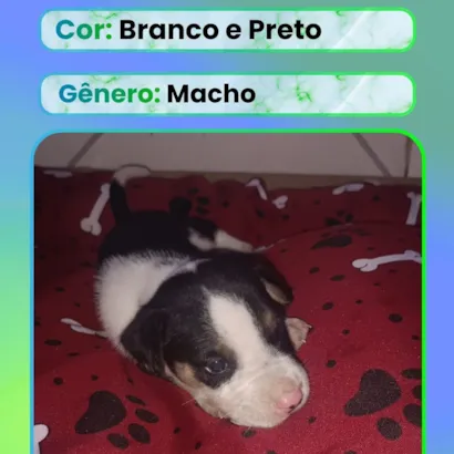 Cachorro raça SRD-ViraLata idade Abaixo de 2 meses nome Filhote 1