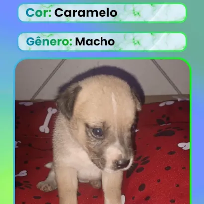 Cachorro raça SRD-ViraLata idade Abaixo de 2 meses nome Filhote 2