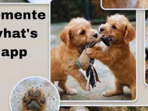 Cachorro raça Shitzu idade 2 a 6 meses nome cacau