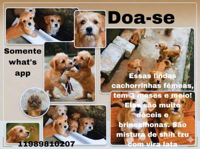 Cachorro raça Shitzu idade 2 a 6 meses nome cacau