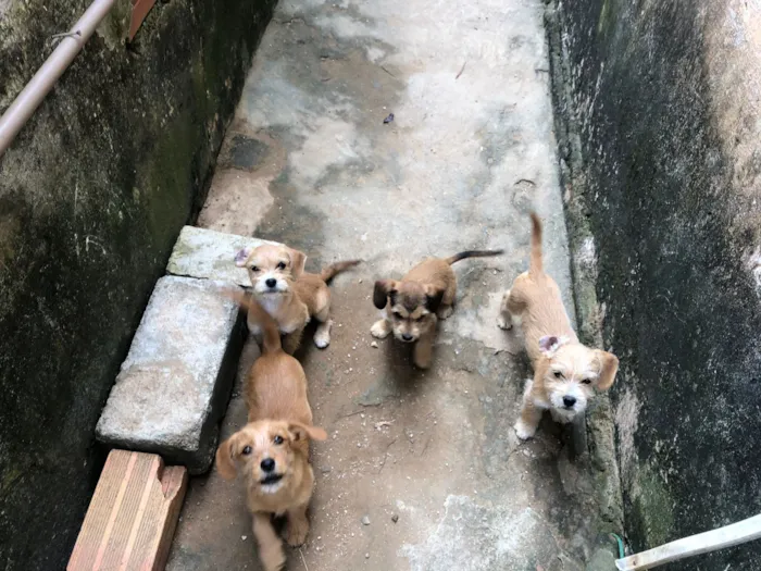 Cachorro raça Shitzu idade 2 a 6 meses nome cacau
