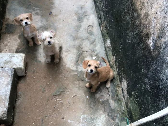 Cachorro raça Shitzu idade 2 a 6 meses nome cacau