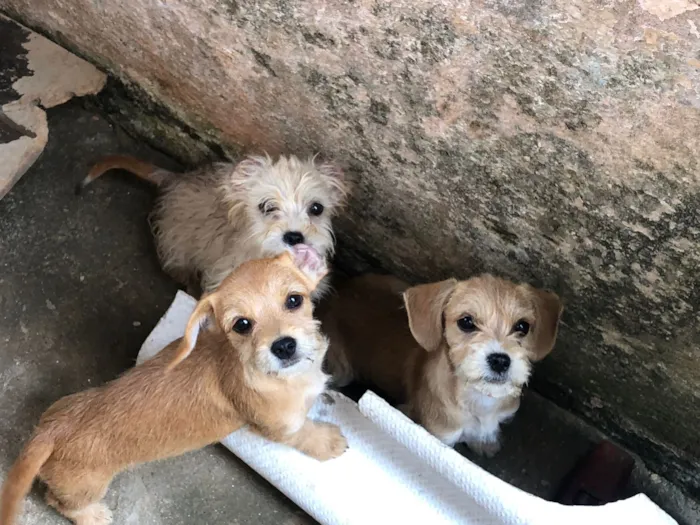 Cachorro raça Shitzu idade 2 a 6 meses nome cacau
