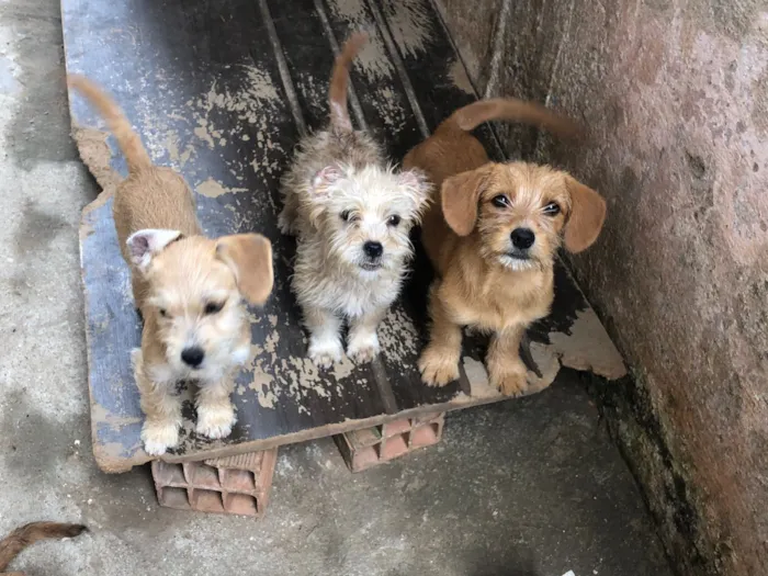 Cachorro raça Shitzu idade 2 a 6 meses nome cacau