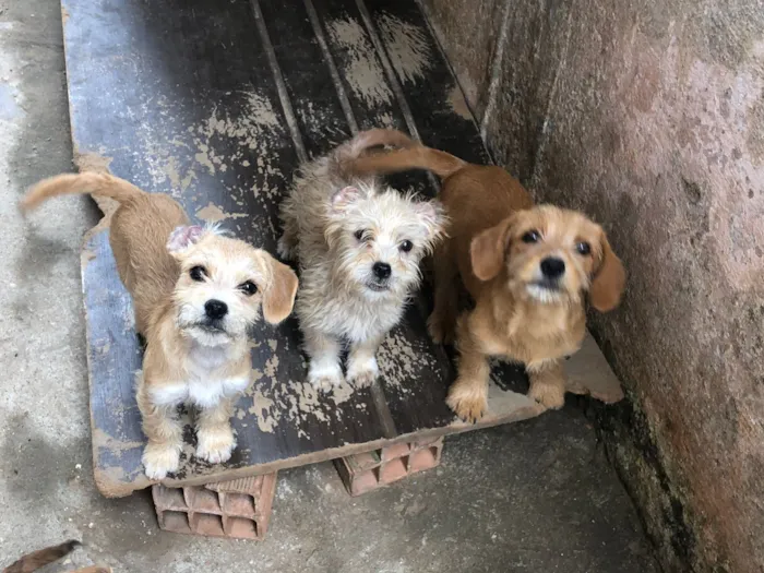 Cachorro raça Shitzu idade 2 a 6 meses nome cacau
