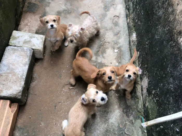 Cachorro raça Shitzu idade 2 a 6 meses nome cacau