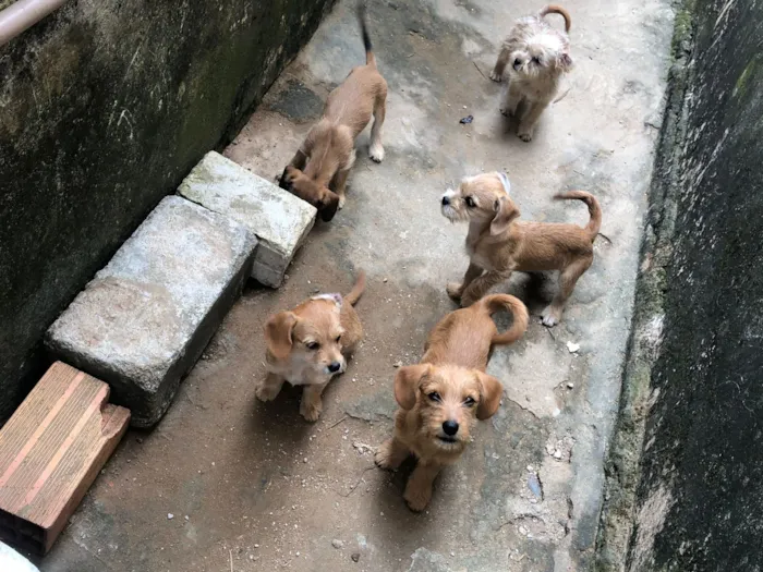Cachorro raça Shitzu idade 2 a 6 meses nome cacau