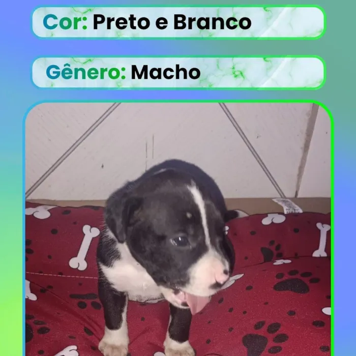 Cachorro raça SRD-ViraLata idade Abaixo de 2 meses nome Filhote 3