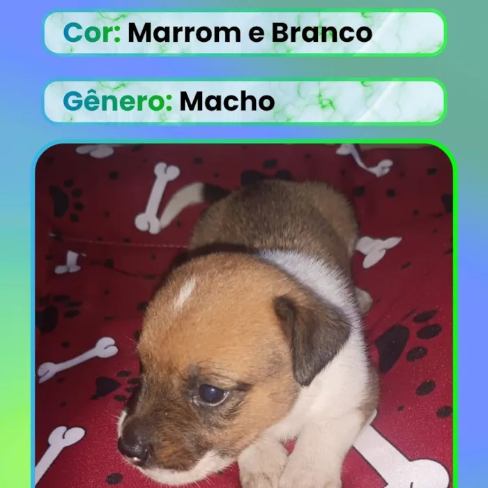 Cachorro raça SRD-ViraLata idade Abaixo de 2 meses nome Filhote 4