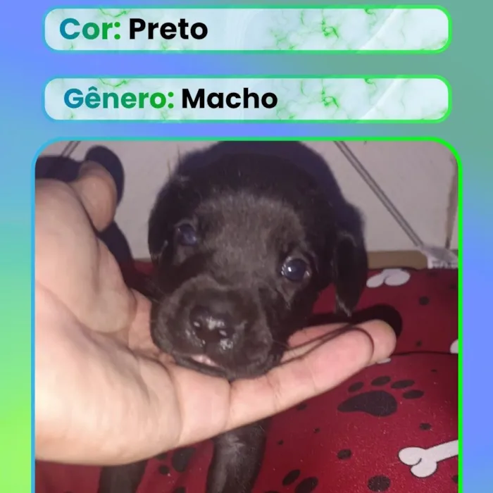 Cachorro raça SRD-ViraLata idade Abaixo de 2 meses nome Filhote 5