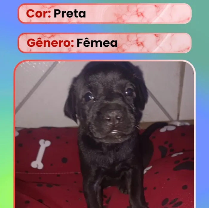 Cachorro raça SRD-ViraLata idade Abaixo de 2 meses nome Filhote 6