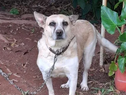 Cachorro raça SRD-ViraLata idade 5 anos nome Layla