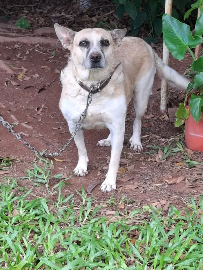 Cachorro raça SRD-ViraLata idade 5 anos nome Layla