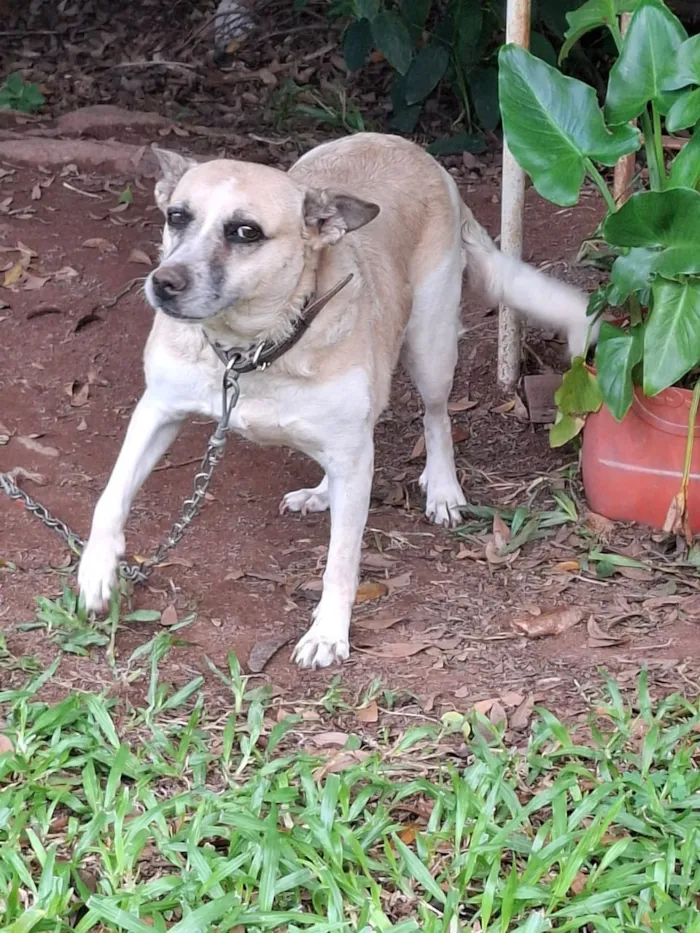 Cachorro raça SRD-ViraLata idade 5 anos nome Layla