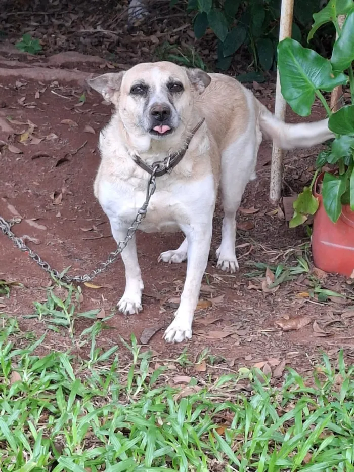 Cachorro raça SRD-ViraLata idade 5 anos nome Layla