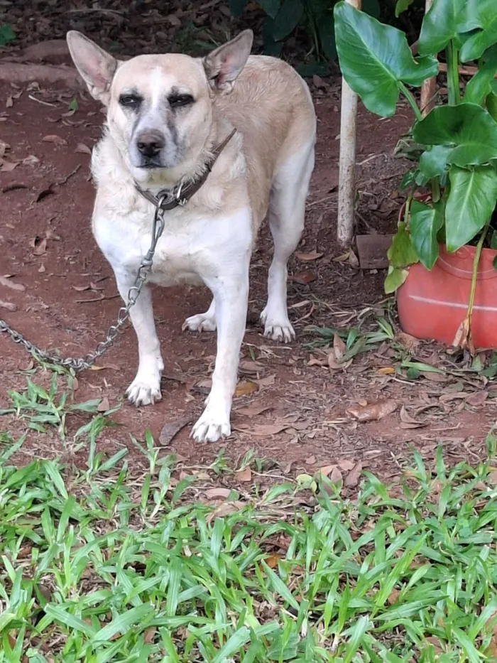 Cachorro raça SRD-ViraLata idade 5 anos nome Layla