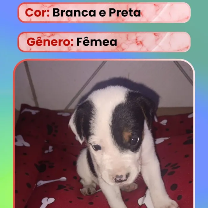 Cachorro raça SRD-ViraLata idade Abaixo de 2 meses nome Filhote 7