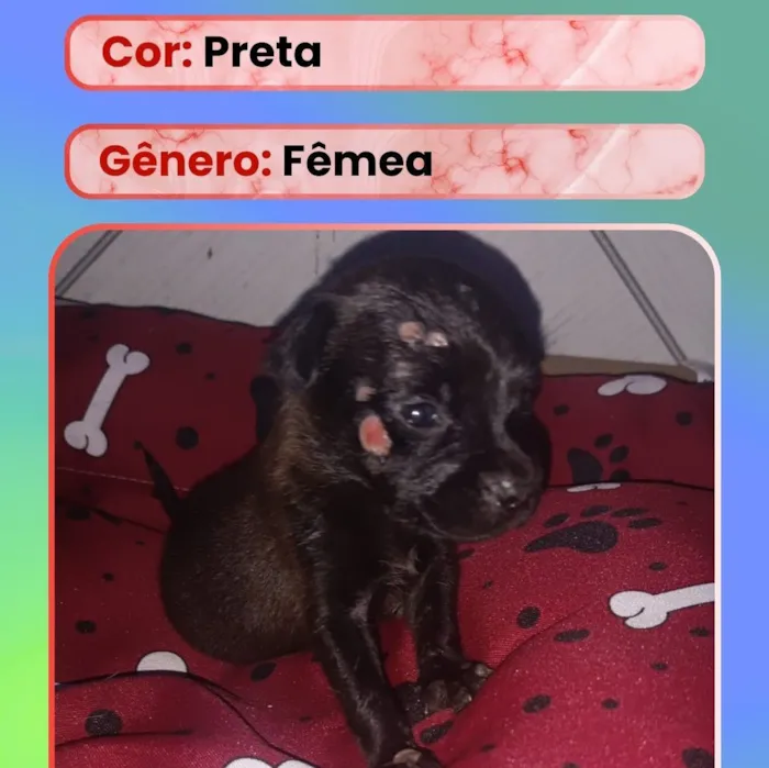 Cachorro raça SRD-ViraLata idade Abaixo de 2 meses nome Filhote 8