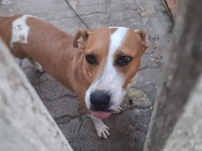 Cachorro raça SRD-ViraLata idade 3 anos nome Belinha