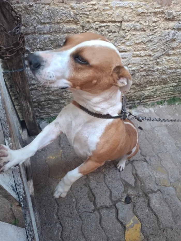 Cachorro raça SRD-ViraLata idade 3 anos nome Belinha