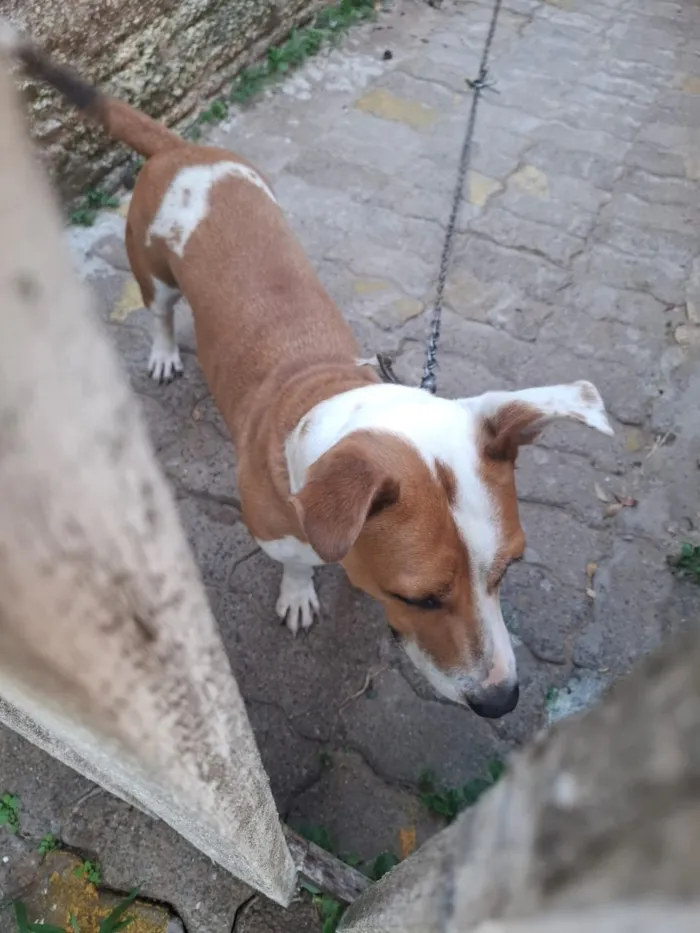 Cachorro raça SRD-ViraLata idade 3 anos nome Belinha