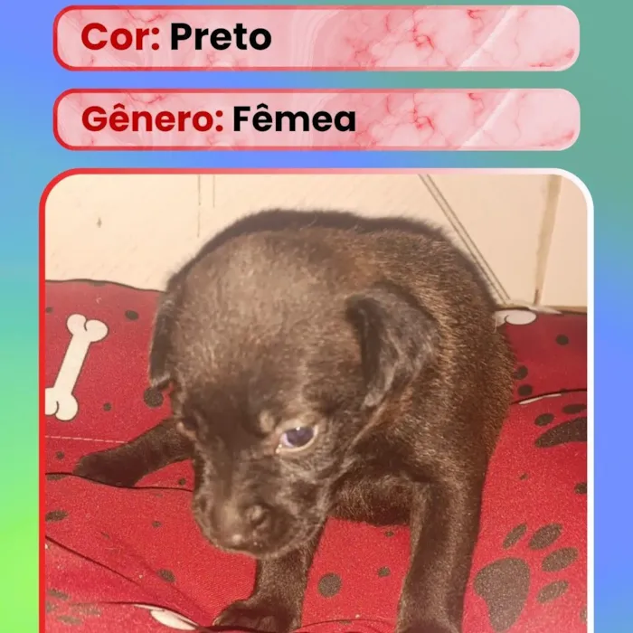 Cachorro raça SRD-ViraLata idade Abaixo de 2 meses nome Filhote 9