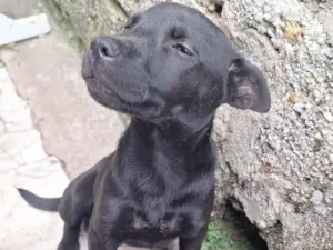 Cachorro raça SRD-ViraLata idade 2 a 6 meses nome kira