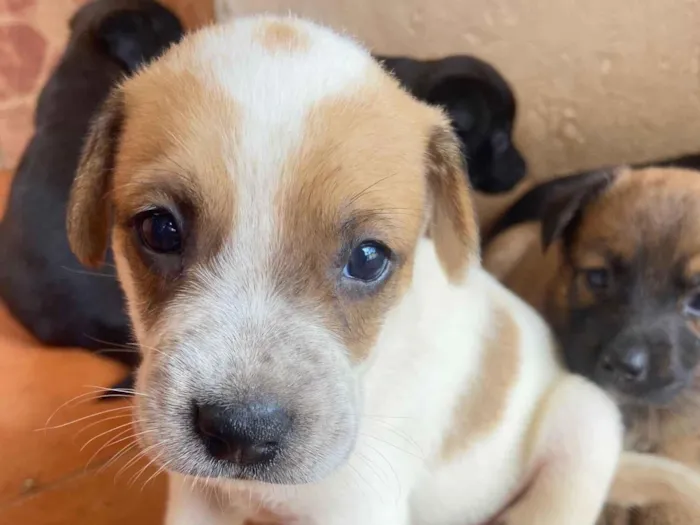 Cachorro raça SRD-ViraLata idade Abaixo de 2 meses nome Ainda não tem