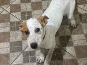 Cachorro raça SRD-ViraLata idade 2 a 6 meses nome Mel