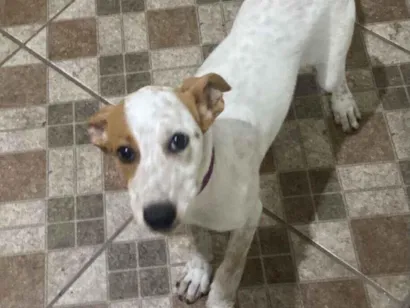 Cachorro raça SRD-ViraLata idade 2 a 6 meses nome Mel