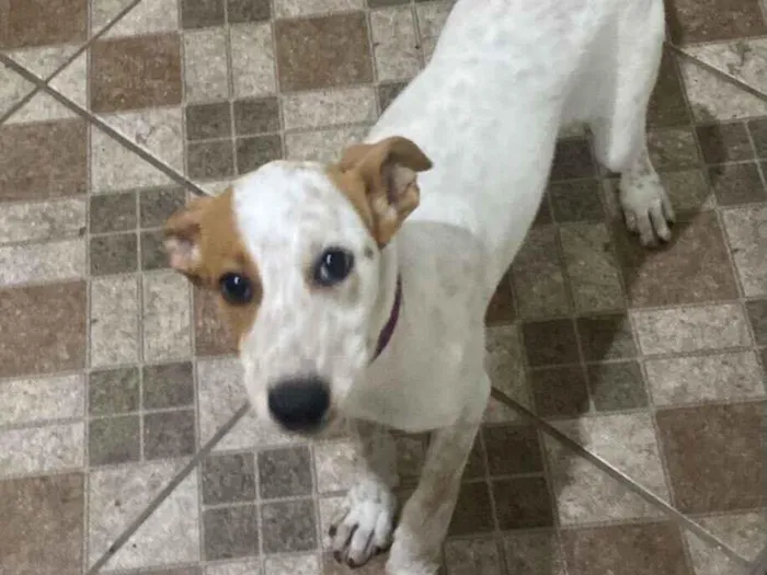 Cachorro raça SRD-ViraLata idade 2 a 6 meses nome Mel