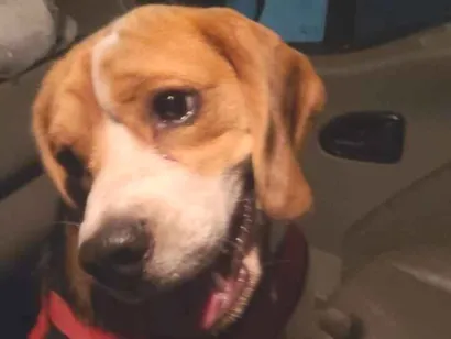 Cachorro raça Beagle idade 1 ano nome Não sei