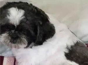 Cachorro raça Shitzu idade 6 ou mais anos nome George
