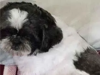 Cachorro raça Shitzu idade 6 ou mais anos nome George