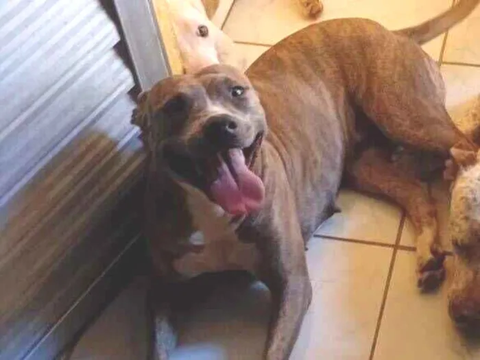 Cachorro raça Pit-Bull idade 2 anos nome leona