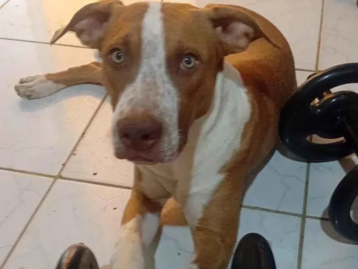 Cachorro raça Pit-Bull idade 1 ano nome apolo
