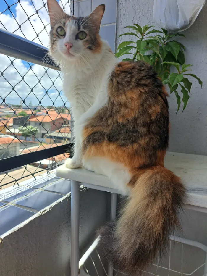 Gato raça SRD-ViraLata idade 2 a 6 meses nome Megan