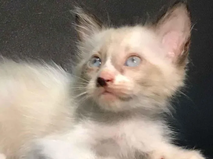 Gato raça Siamês idade Abaixo de 2 meses nome Peter
