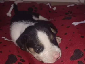 Cachorro raça SRD-ViraLata idade Abaixo de 2 meses nome Filhote 1