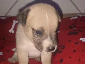 Cachorro raça SRD-ViraLata idade Abaixo de 2 meses nome Filhote 2