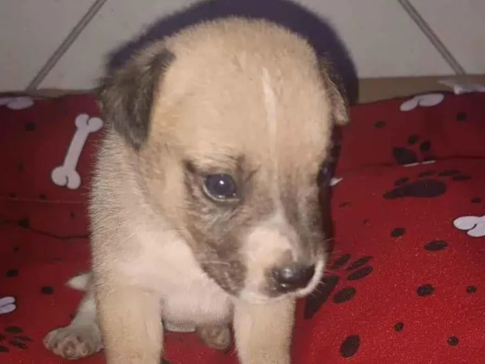 Cachorro raça SRD-ViraLata idade Abaixo de 2 meses nome Filhote 2
