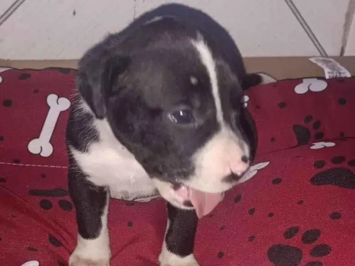 Cachorro raça SRD-ViraLata idade Abaixo de 2 meses nome Filhote 3